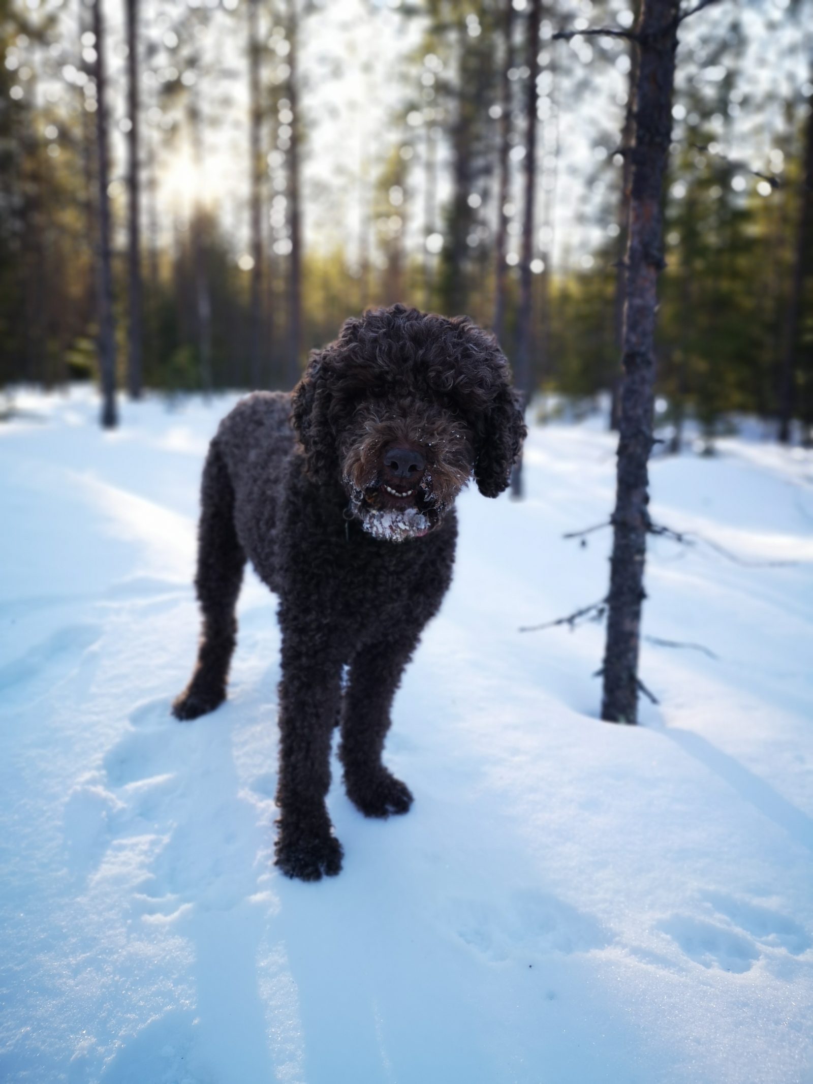 Koira lumisessa metsässä