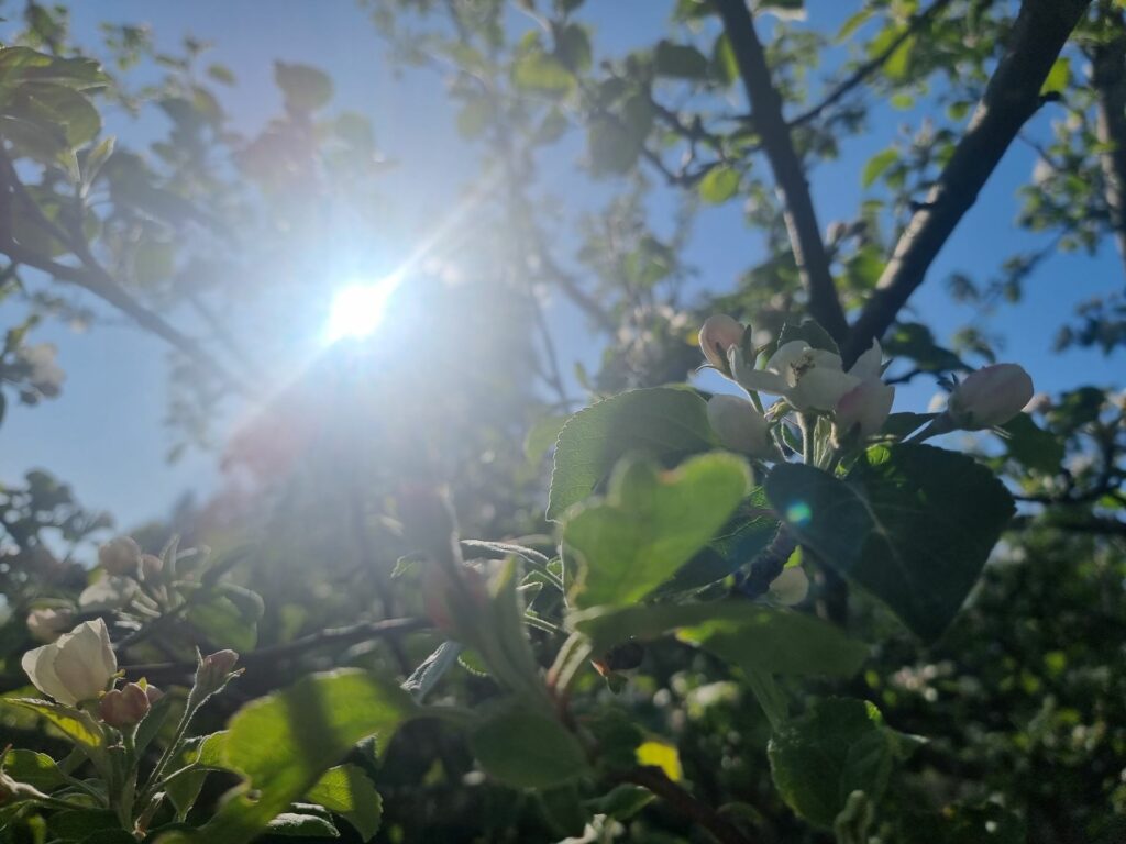 Omenapuun kukka ja aurinko