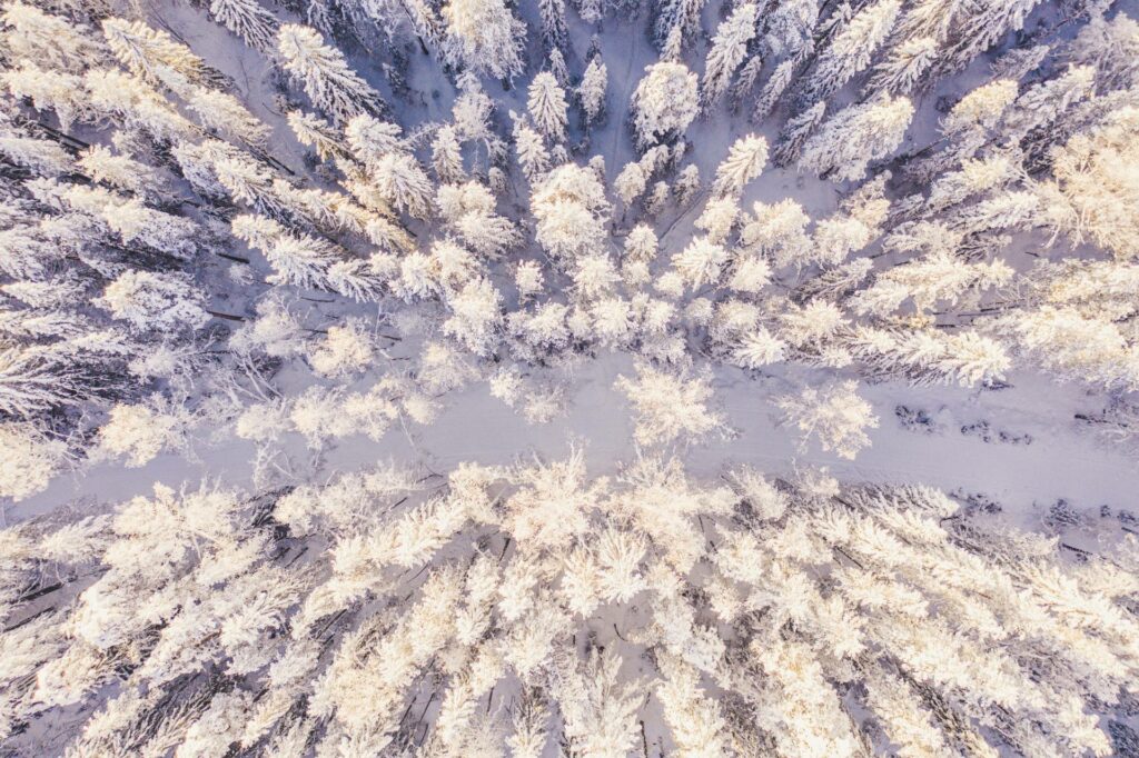 Luminen metsä